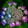 柳谷観音の紫陽花