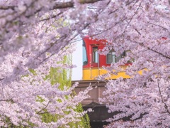 桜と京阪電車