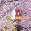 桜と京阪電車