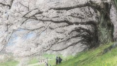 淀川河川公園背割堤地区の桜トンネル