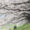 淀川河川公園背割堤地区の桜トンネル