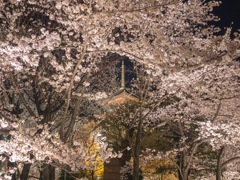 東寺の桜ライトアップ