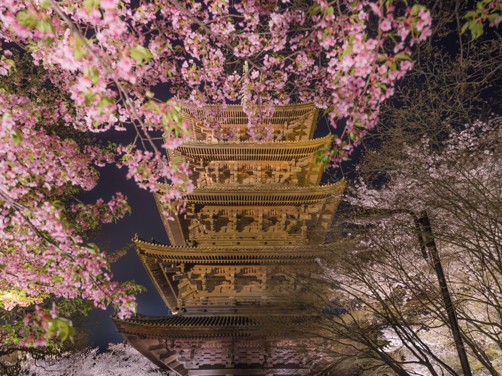 東寺の桜ライトアップ