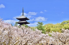 世界遺産 京都 仁和寺