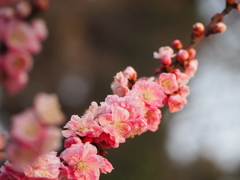 数珠連の梅の花