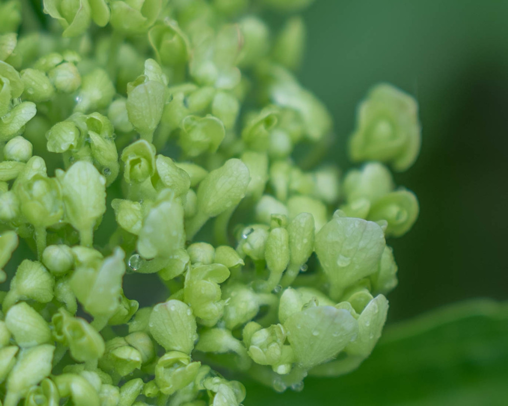 紫陽花の開花前