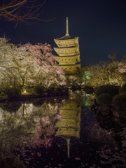 五重塔と桜ライトアップ 東寺