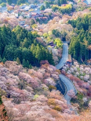 吉野の千本桜