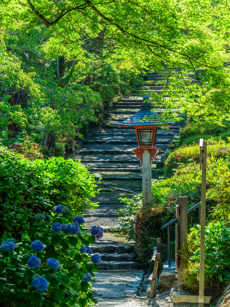 善峯寺の紫陽花