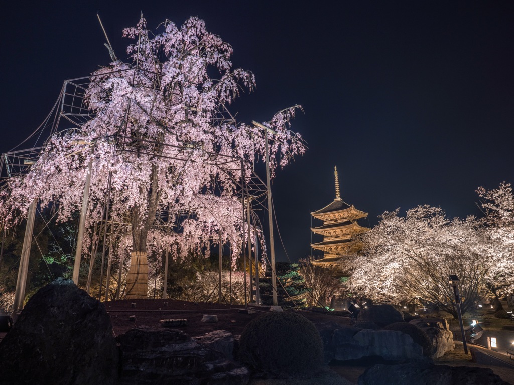 不二桜と国宝五重塔