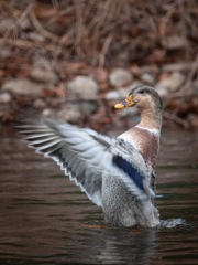 野鳥公園