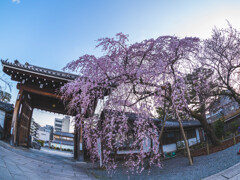 聖護院門跡の桜