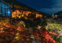 清水寺　紅葉ライトアップ