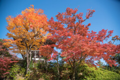 善峯寺の紅葉