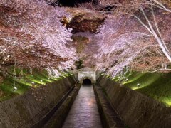 琵琶湖疎水ライトアップ