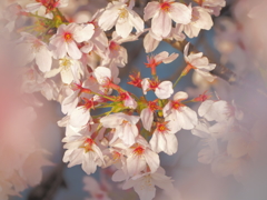 京都冷泉通りの桜