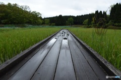 遊歩道