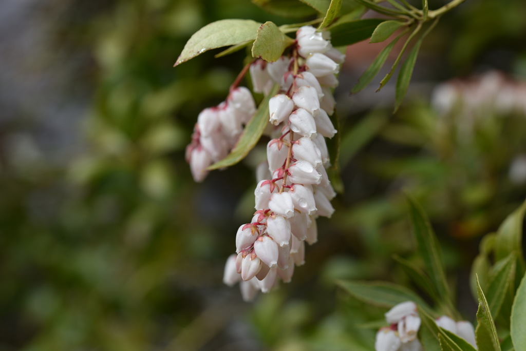 馬酔木の花