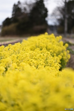 菜の花