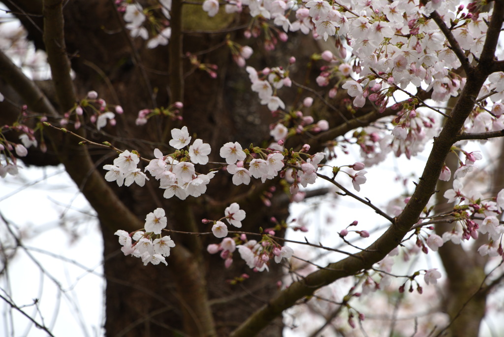 雨桜