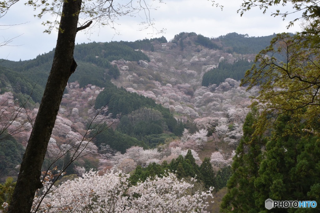 吉野山 一目千本 II