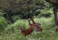 奈良公園？