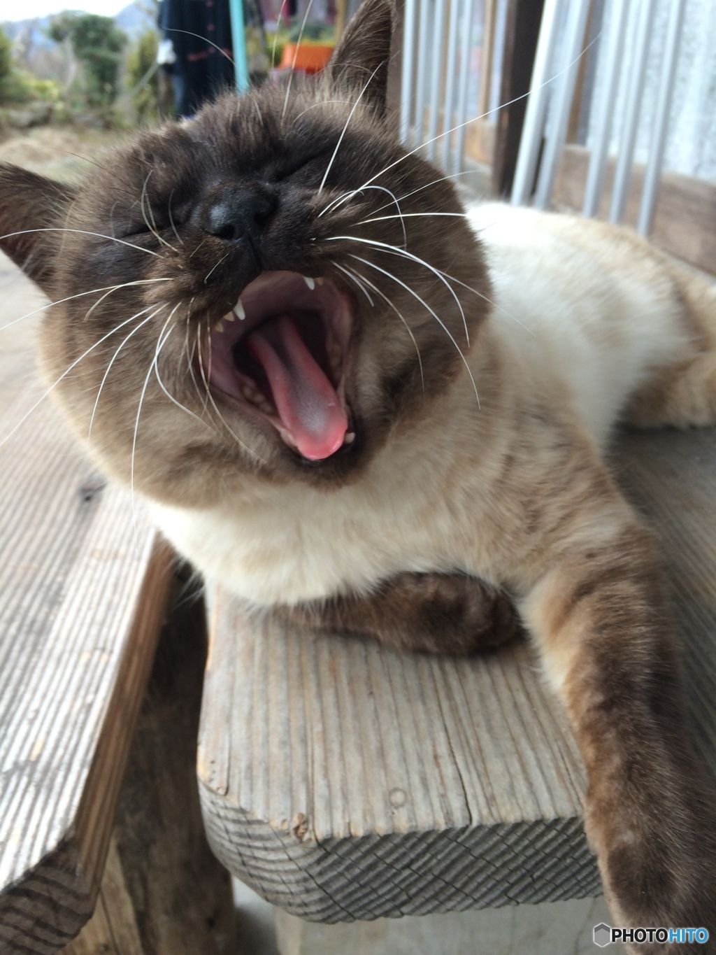 ふぁーっ
