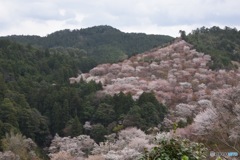 吉野山 I