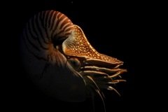 オウムガイ