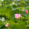 京都　法輪寺の芙蓉