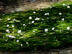 自然のスポットライト(梅花藻)