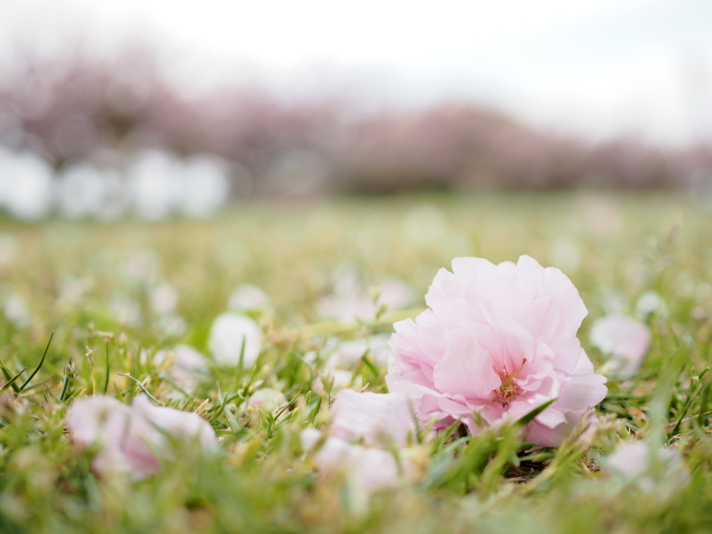 足下を見れば…(八重桜)