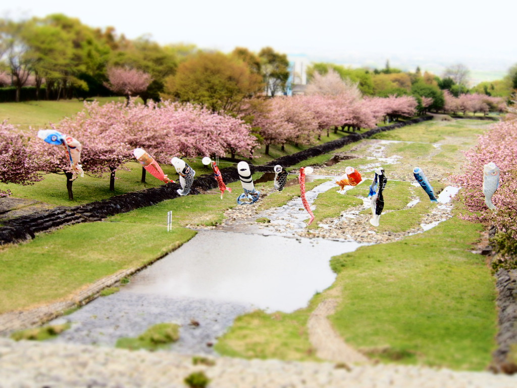 八重桜と鯉のぼり