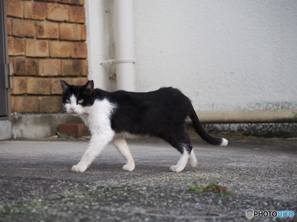 路地裏のにゃんこ