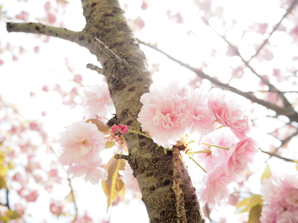 八重桜