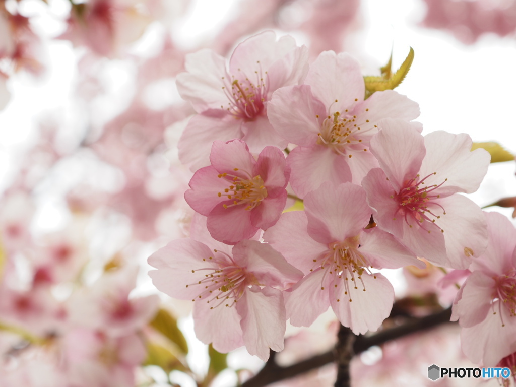 河津桜