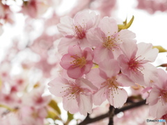 河津桜