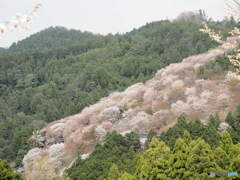桜のグラデーション(吉野山)