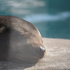 日向ぼっこ