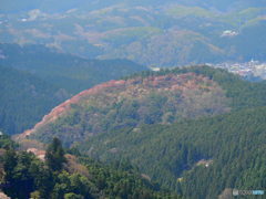 虹色の山(吉野山)