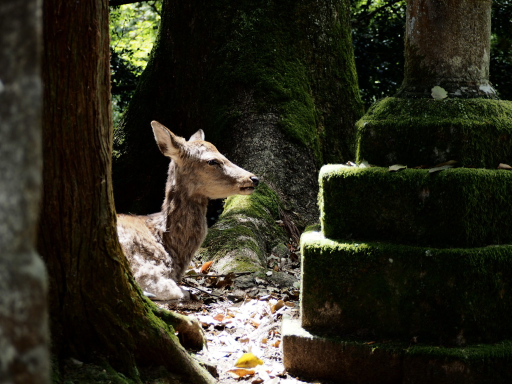 光の下で(奈良公園の鹿)