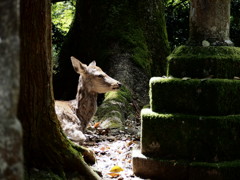 光の下で(奈良公園の鹿)