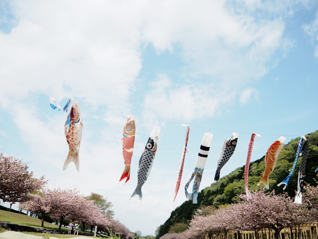 空を泳ぐ、鯉のぼり