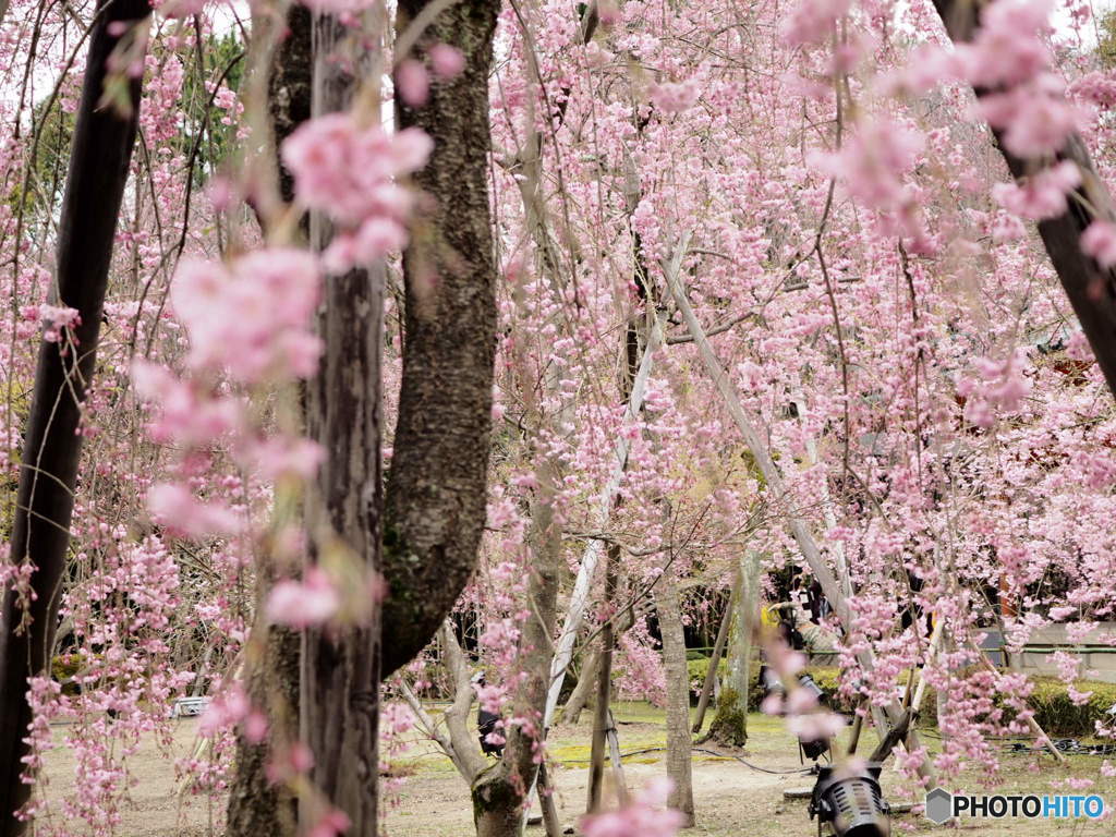 八重紅枝垂桜