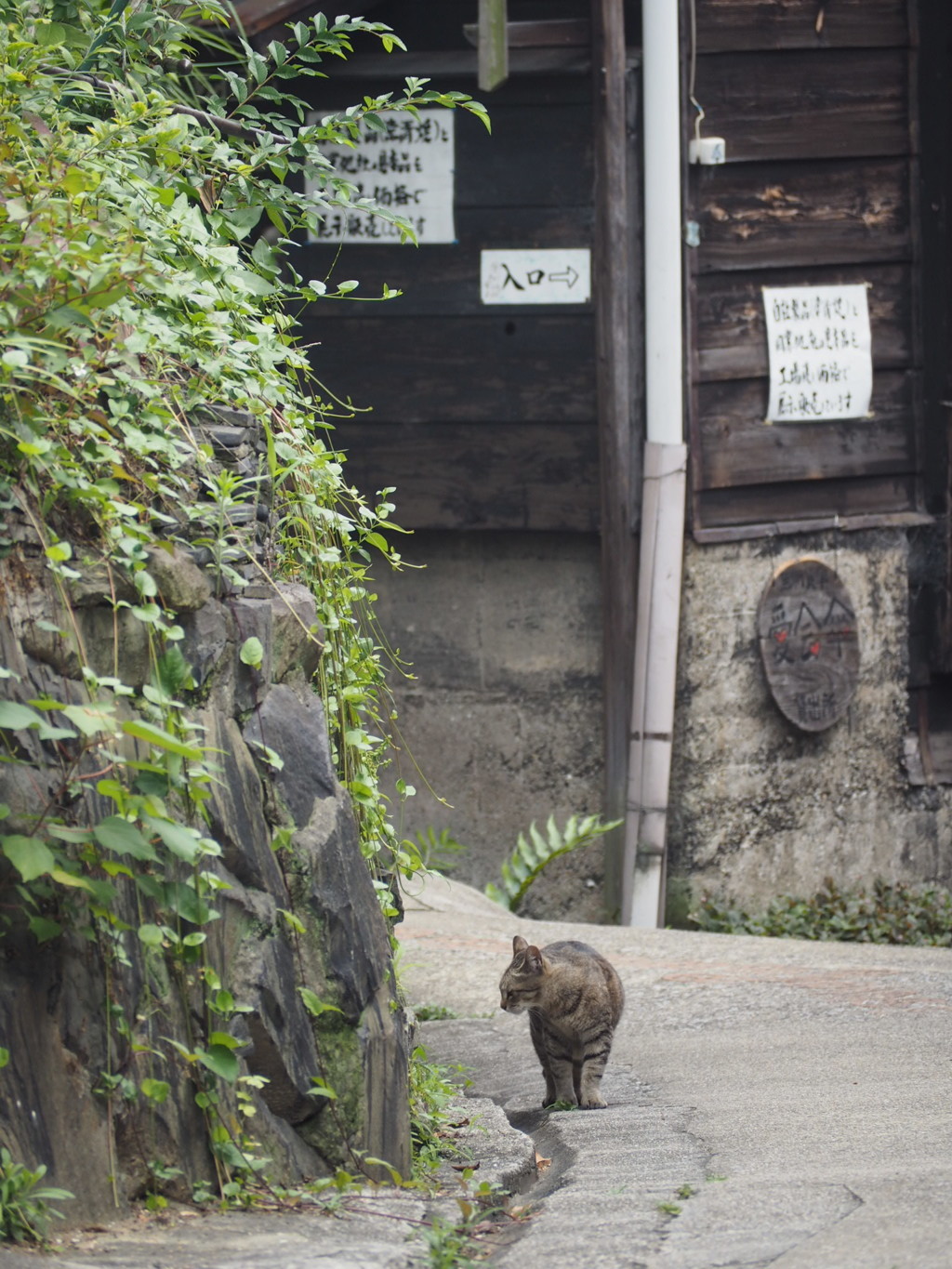 にゃんか見つけた(=ﾟωﾟ=)