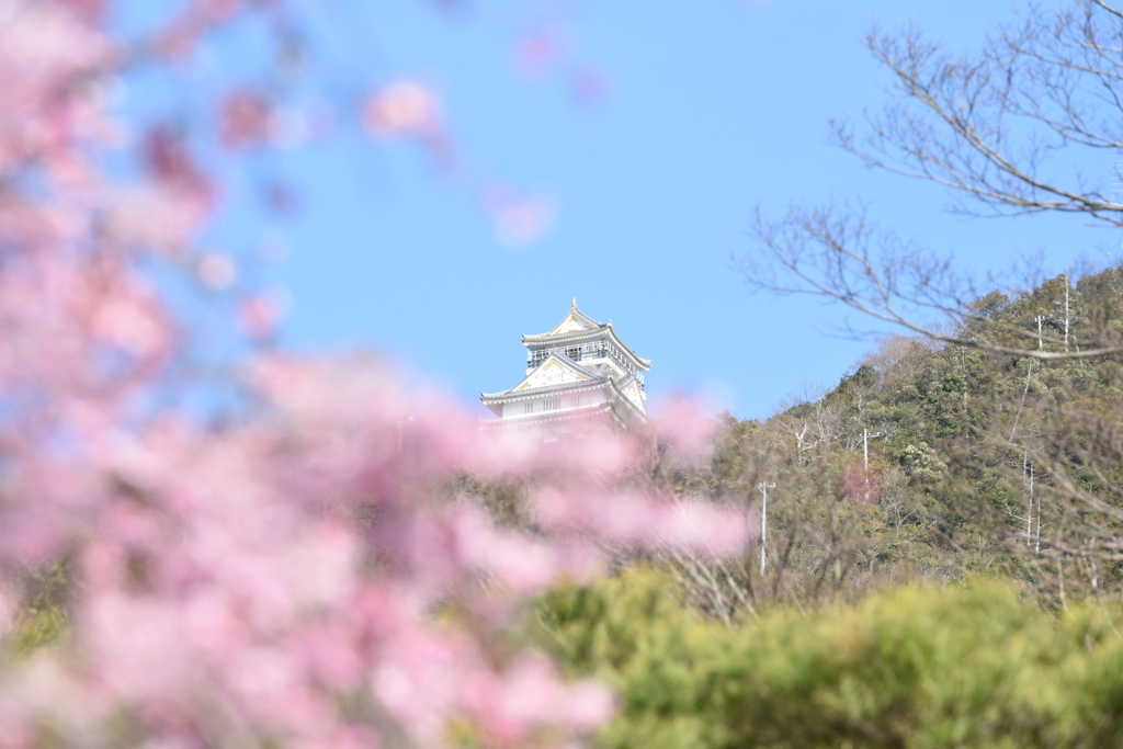 岐阜城と桜