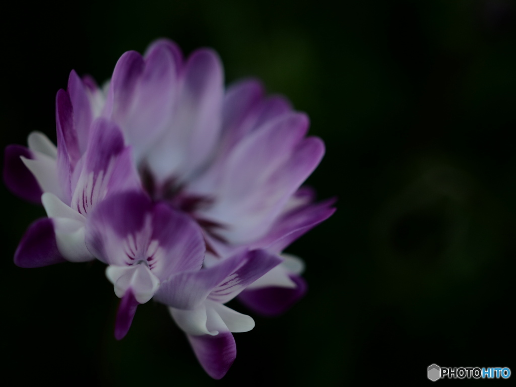 ひっそりと輝きを放つ花