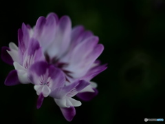 ひっそりと輝きを放つ花