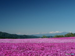 茶臼山高原の芝桜