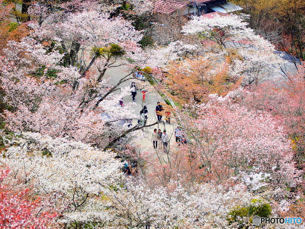 桜のトンネル(吉野山)
